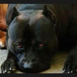 Meet your Posher, Frank